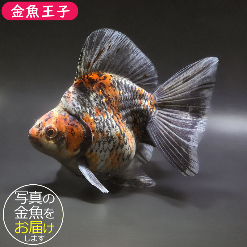 金魚王子】キャリコブロードテール琉金 16.5cm前後 (個体番号：xsw401