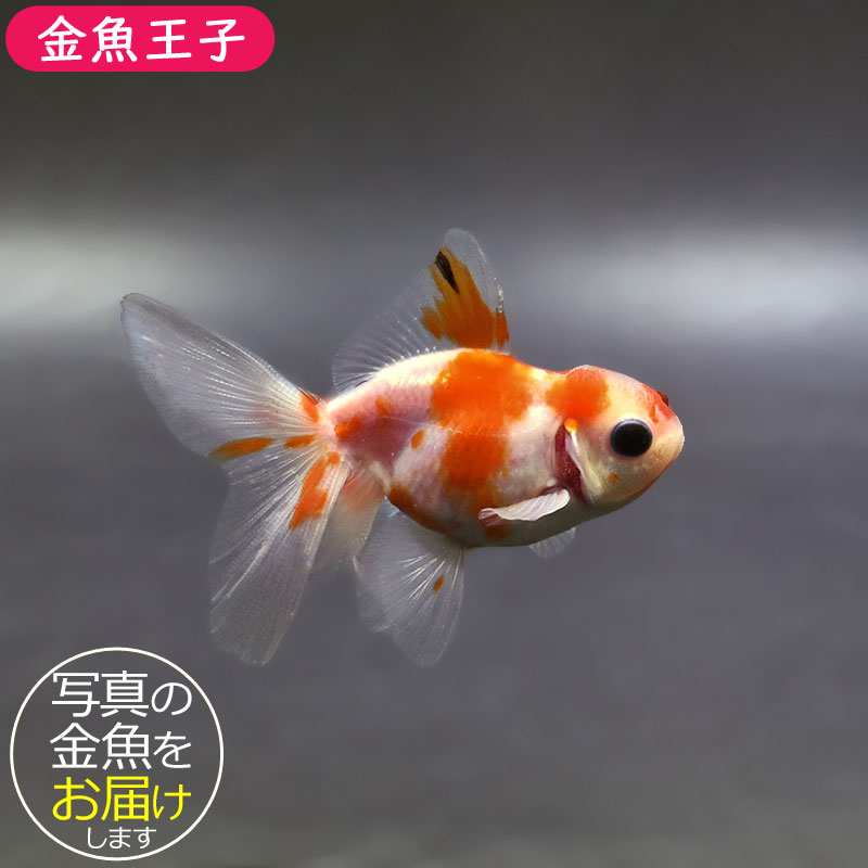 金魚王子】ハーフムーンオランダ 7～8cm前後 (個体番号：xsw554) 金魚