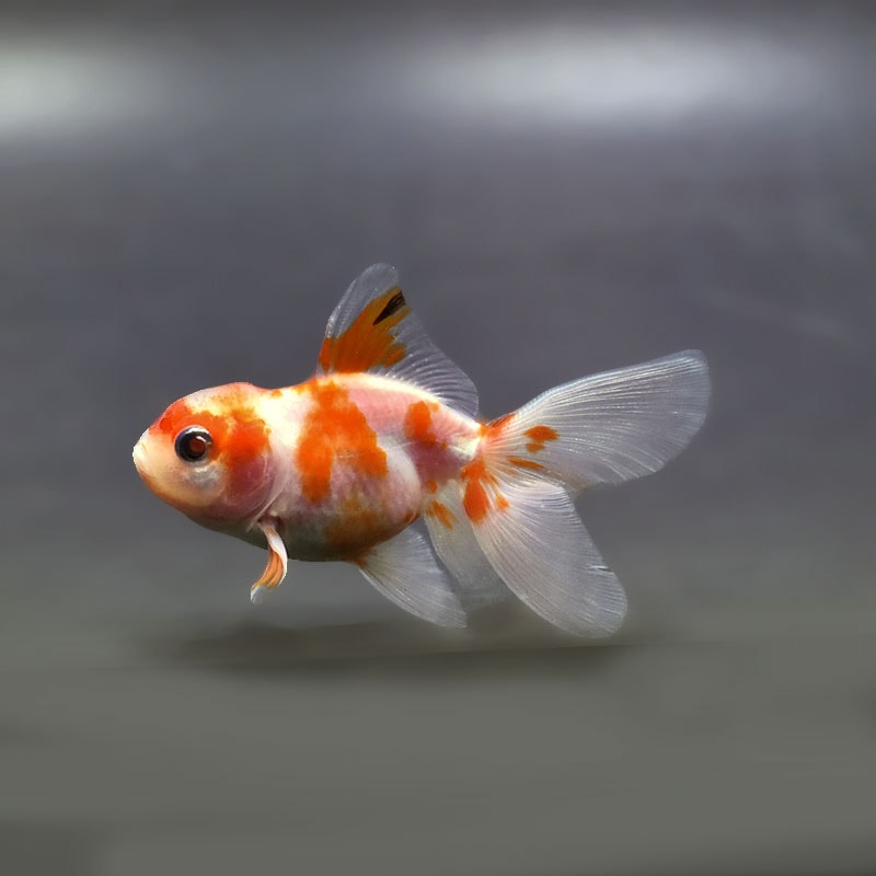 金魚王子】ハーフムーンオランダ 7～8cm前後 (個体番号：xsw554) 金魚