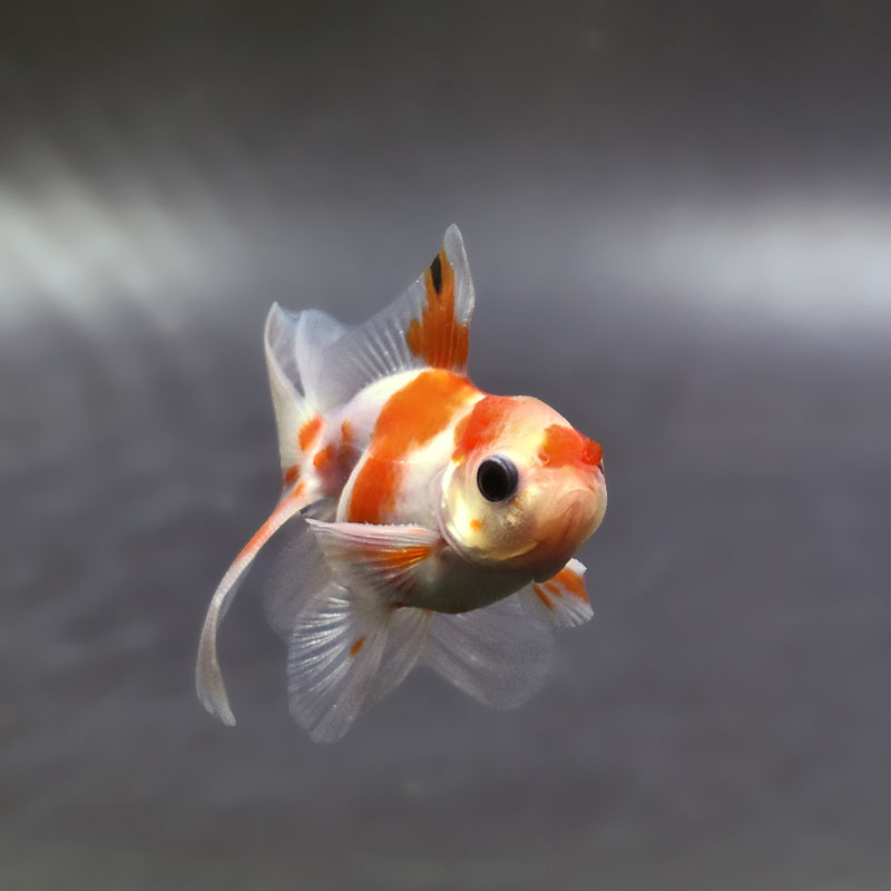 金魚王子】ハーフムーンオランダ 7～8cm前後 (個体番号：xsw554) 金魚