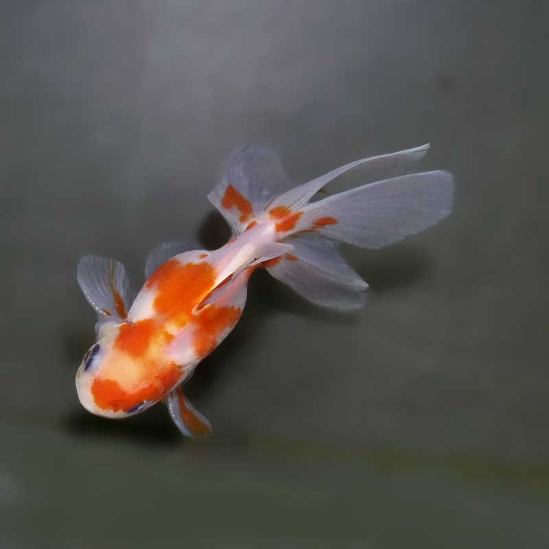 金魚王子】ハーフムーンオランダ 7～8cm前後 (個体番号：xsw554) 金魚