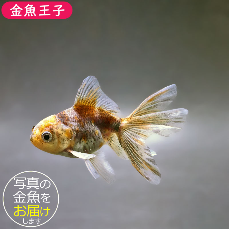 大型金魚。 大きくなる金魚の品種8選｜和金・オランダ系など大きく育つ金魚をご
