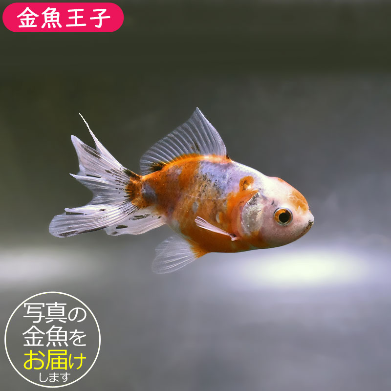 金魚王子】東錦 9±1cm前後 (個体番号：xsw903) 金魚 きんぎょ 生体