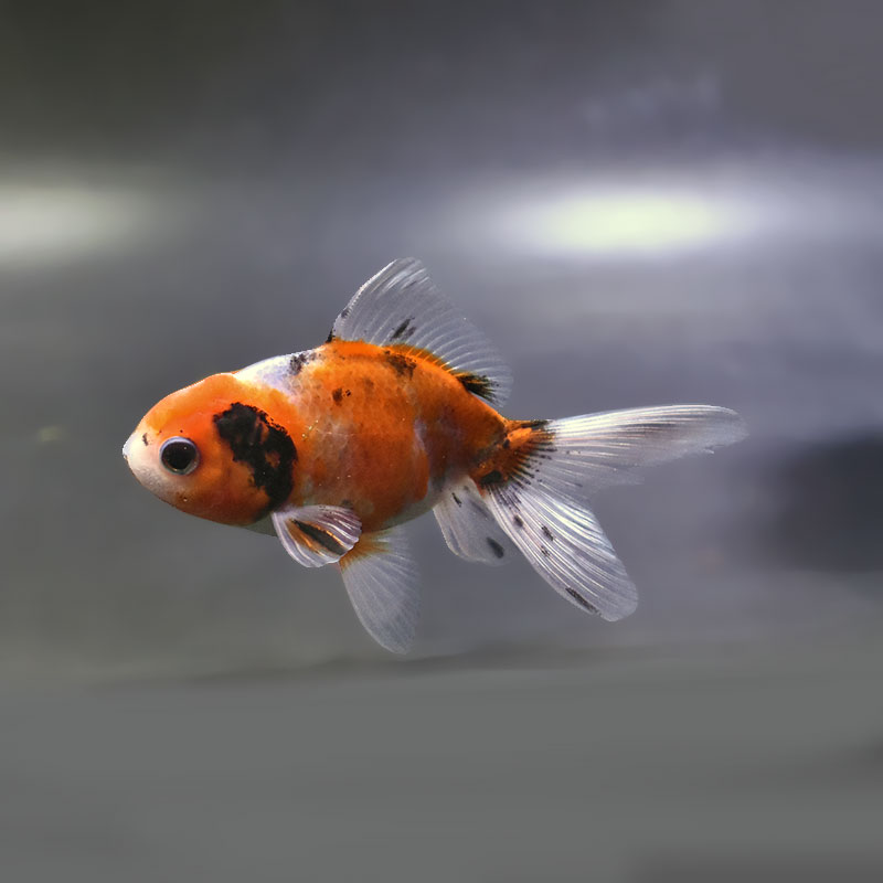 金魚王子】東錦 9±1cm前後 (個体番号：xsw903) 金魚 きんぎょ 生体
