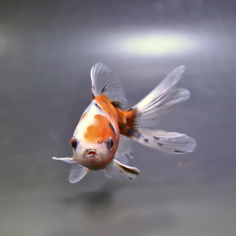 金魚王子】東錦 9±1cm前後 (個体番号：xsw903) 金魚 きんぎょ 生体