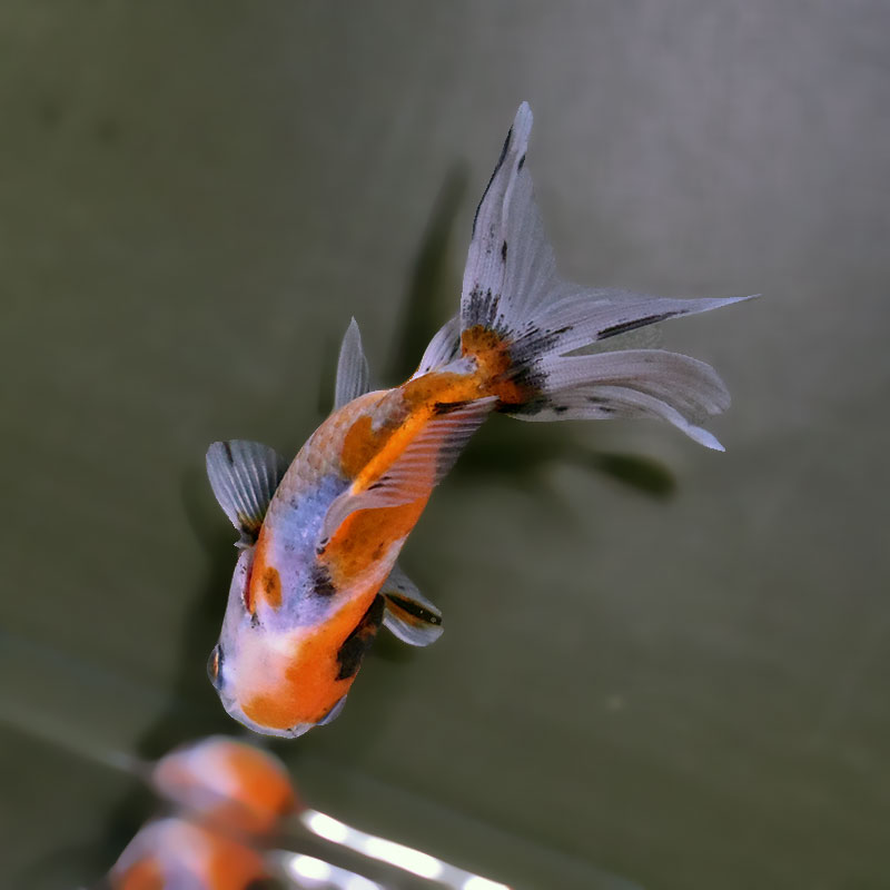 金魚一位　 金魚王子】東錦 9±1cm前後 (個体番号：xsw903) 金魚 きんぎょ 生体