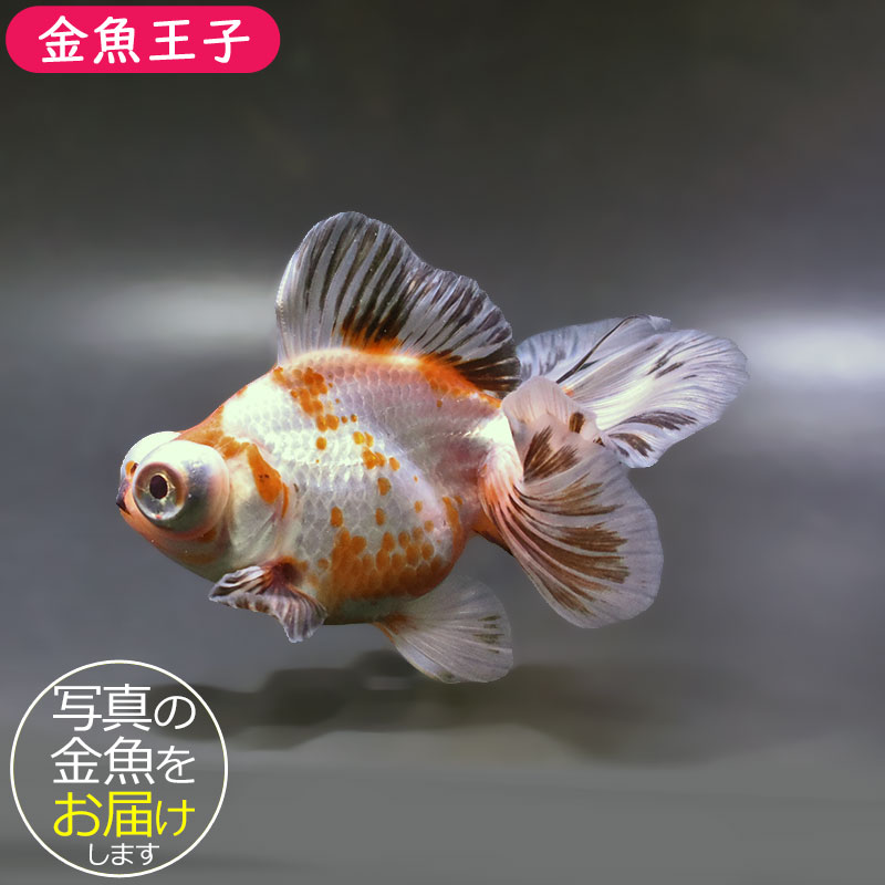 金魚王子】三色蝶尾 12cm前後 (個体番号：zaq172) 金魚 きんぎょ 生体