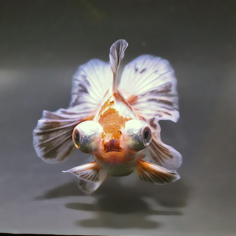 金魚王子】三色蝶尾 12cm前後 (個体番号：zaq172) 金魚 きんぎょ 生体