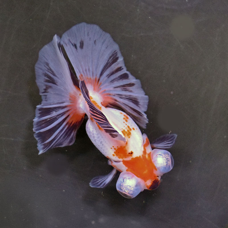 金魚王子】三色蝶尾 12cm前後 (個体番号：zaq172) 金魚 きんぎょ 生体