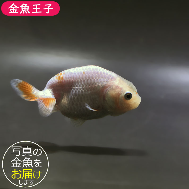 金魚王子】更紗らんちゅう 7.5±1cm前後 (個体番号：zaq362) 金魚
