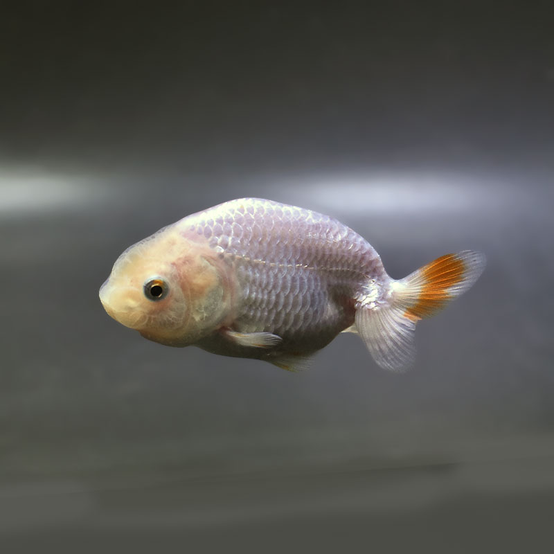 金魚王子】更紗らんちゅう 7.5±1cm前後 (個体番号：zaq362) 金魚
