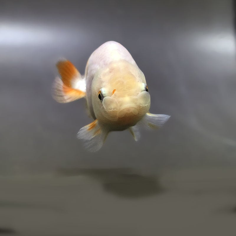 金魚王子】更紗らんちゅう 7.5±1cm前後 (個体番号：zaq362) 金魚