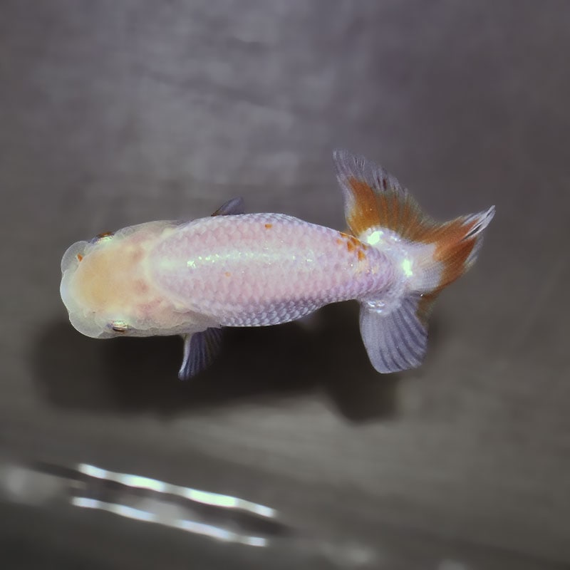 金魚王子】更紗らんちゅう 7.5±1cm前後 (個体番号：zaq362) 金魚