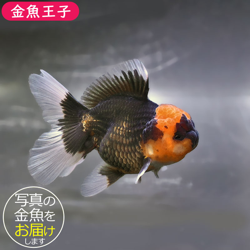 金魚王子】トリカラーオランダ 10±1cm前後 (個体番号：zaq706) 金魚