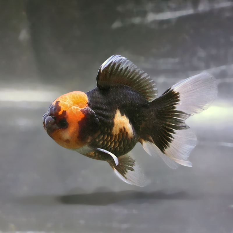 金魚王子】トリカラーオランダ 10±1cm前後 (個体番号：zaq706) 金魚