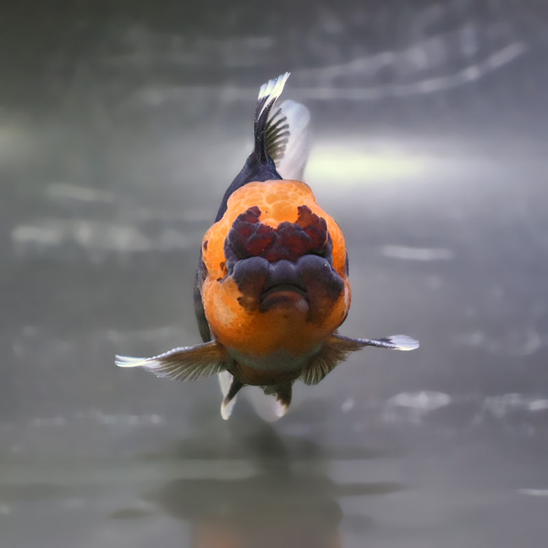 金魚王子】トリカラーオランダ 10±1cm前後 (個体番号：zaq706) 金魚