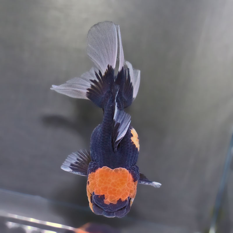 金魚王子】トリカラーオランダ 10±1cm前後 (個体番号：zaq706) 金魚