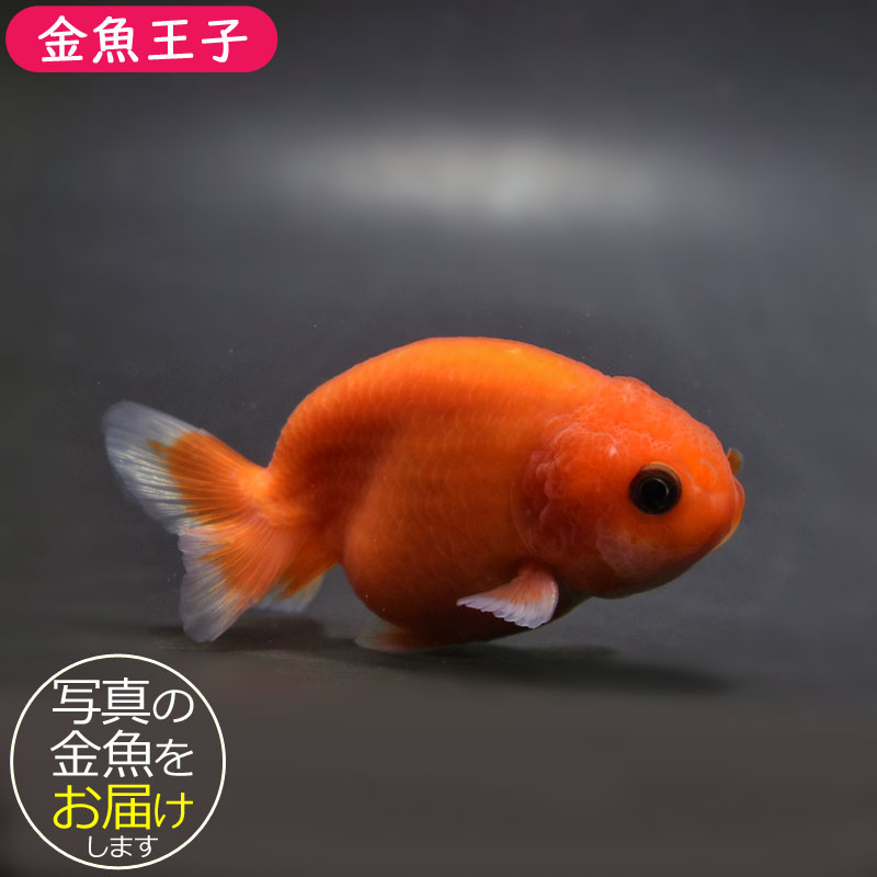金魚王子】桜錦 11cm前後 (個体番号：vfr680) | 金魚,らんちゅう