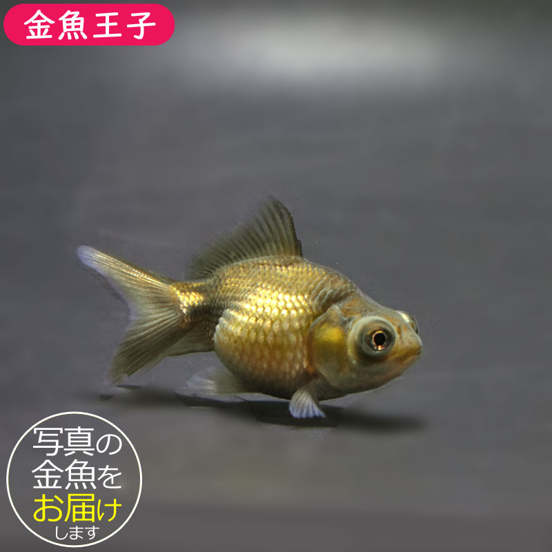 金魚王子】出目ピンポンパール 6±1cm前後 (個体番号：cde305) 金魚