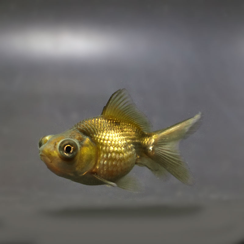 金魚王子】出目ピンポンパール 6±1cm前後 (個体番号：cde305) 金魚