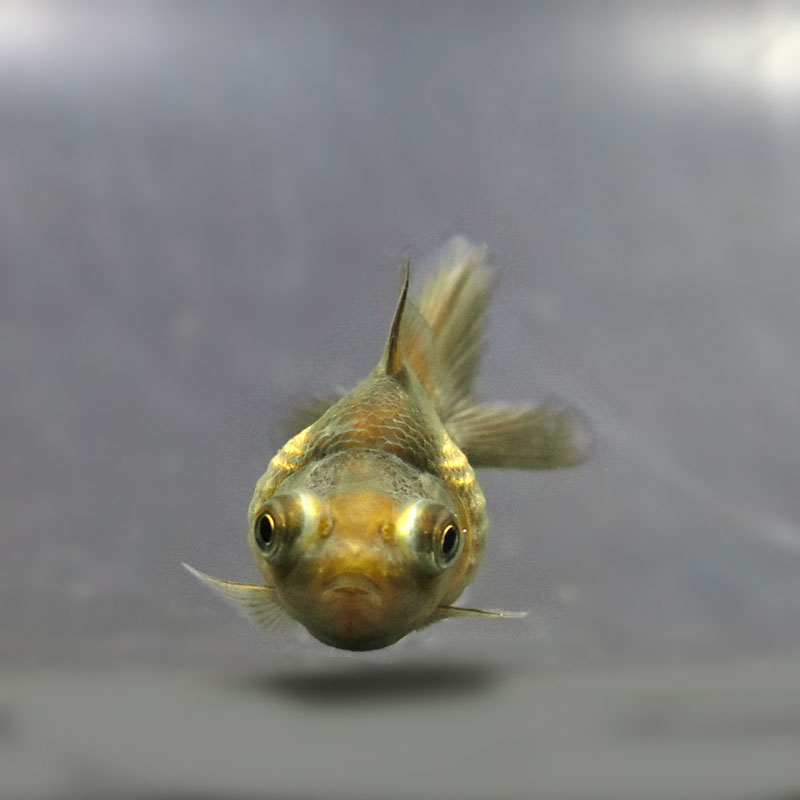 金魚王子】出目ピンポンパール 6±1cm前後 (個体番号：cde305) 金魚