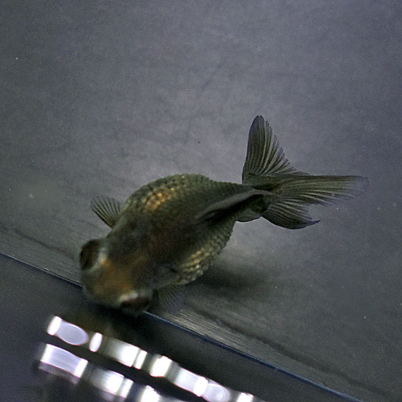ピンポンパール　ブラックタイプ　当歳魚　金魚 Amazon | （国産金魚）ピンポンパール（黒仔）当歳 3匹セット サイズ約