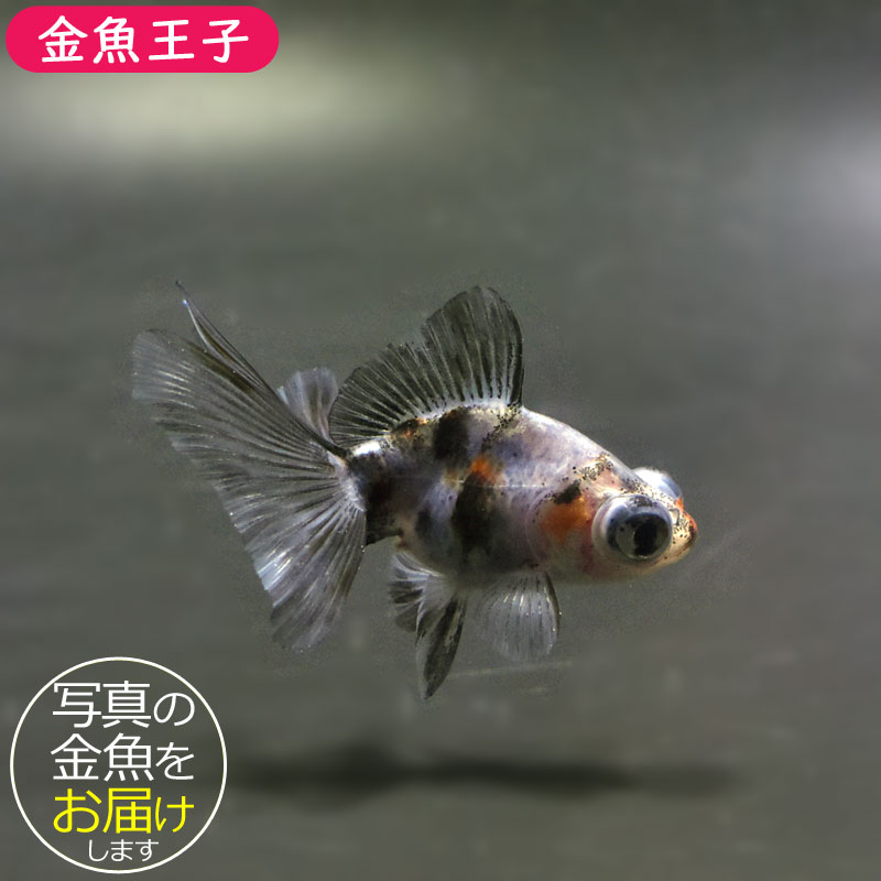 金魚王子】キャリコ蝶尾 6.5±1cm前後 (個体番号：cde471) 金魚