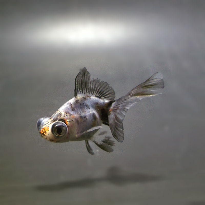 金魚王子】キャリコ蝶尾 6.5±1cm前後 (個体番号：cde471) 金魚