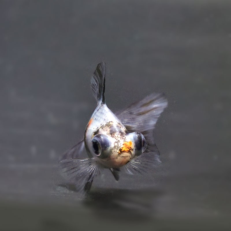 金魚王子】キャリコ蝶尾 6.5±1cm前後 (個体番号：cde471) 金魚