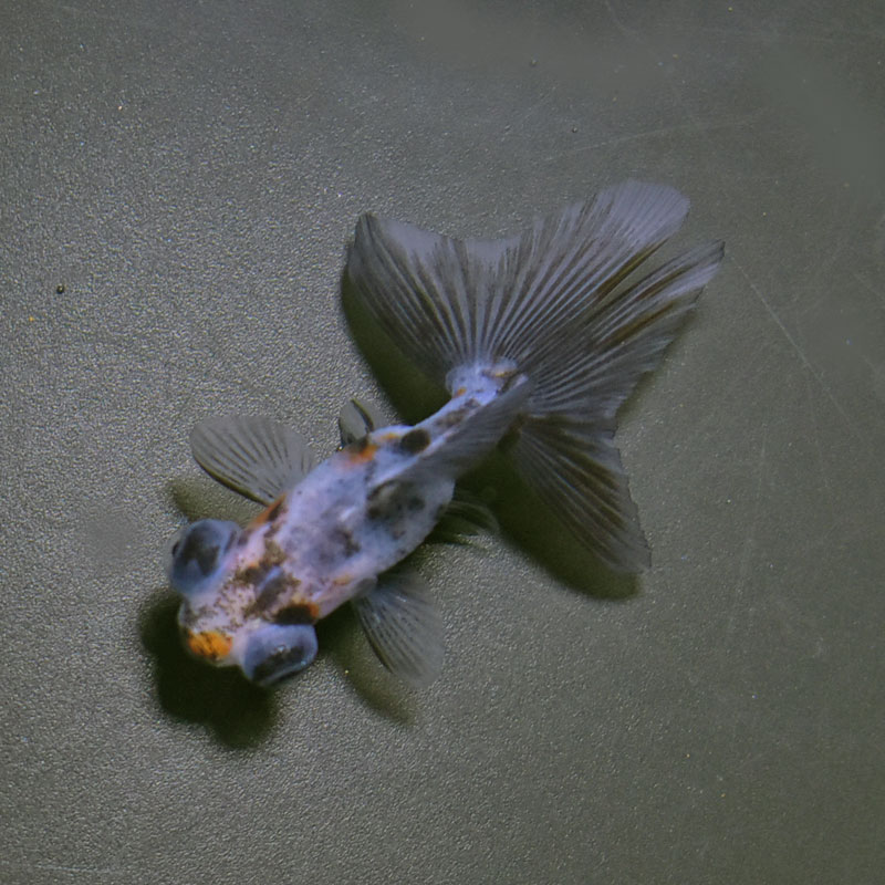 金魚王子】キャリコ蝶尾 6.5±1cm前後 (個体番号：cde471) 金魚