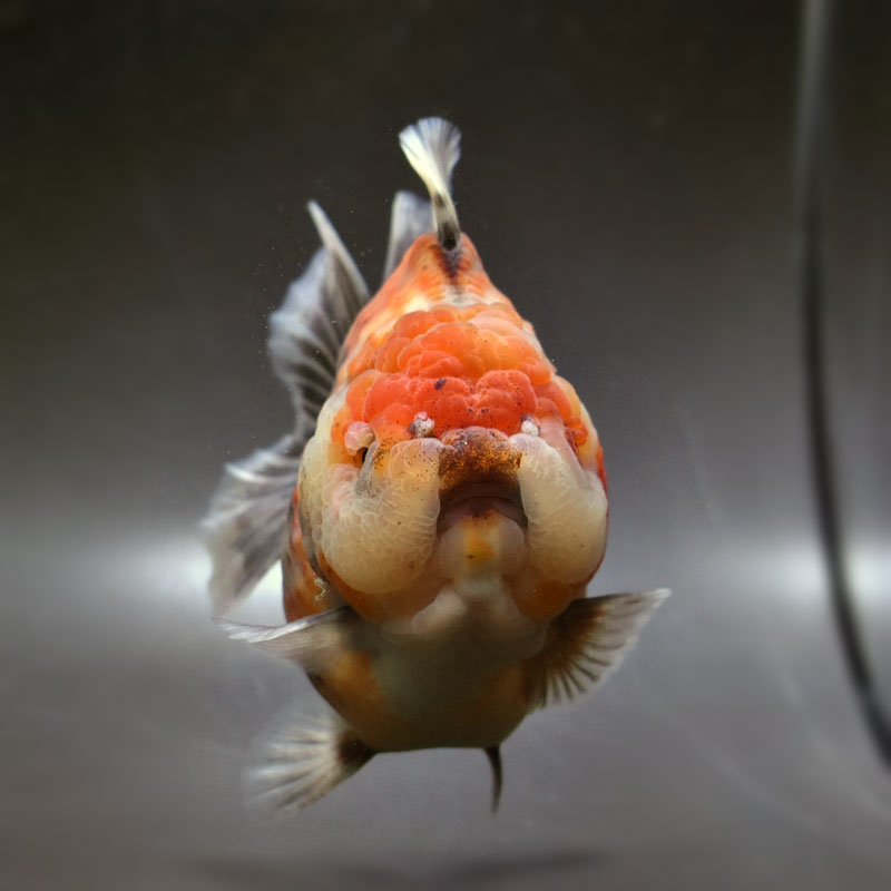 金魚王子】三色ショートテールオランダ 14cm前後 (個体番号：cde651