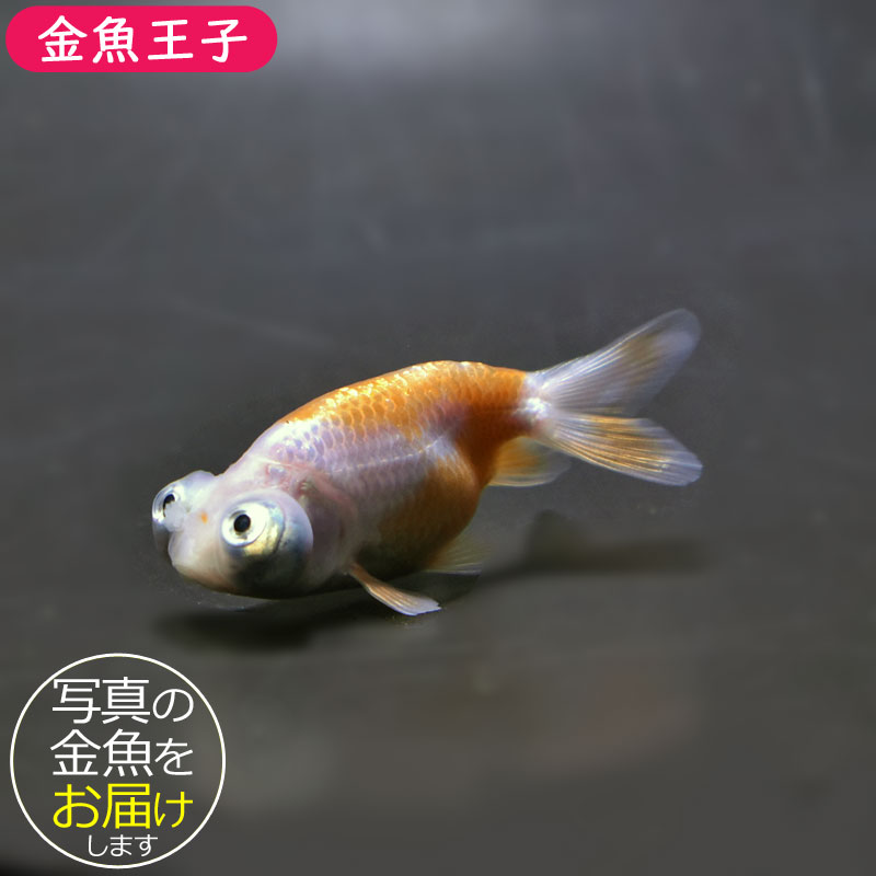 金魚一位　 金魚王子】花房頂天眼 7±1cm前後 (個体番号：cde791) 金魚 きんぎょ