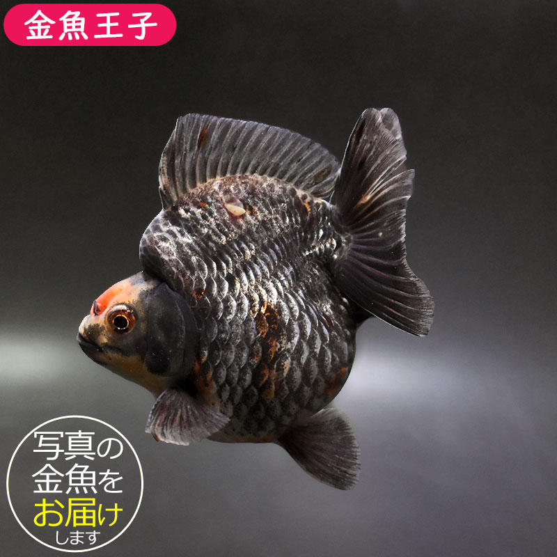 金魚王子】キャリコショートテール琉金 11cm前後 (個体番号：xsw402