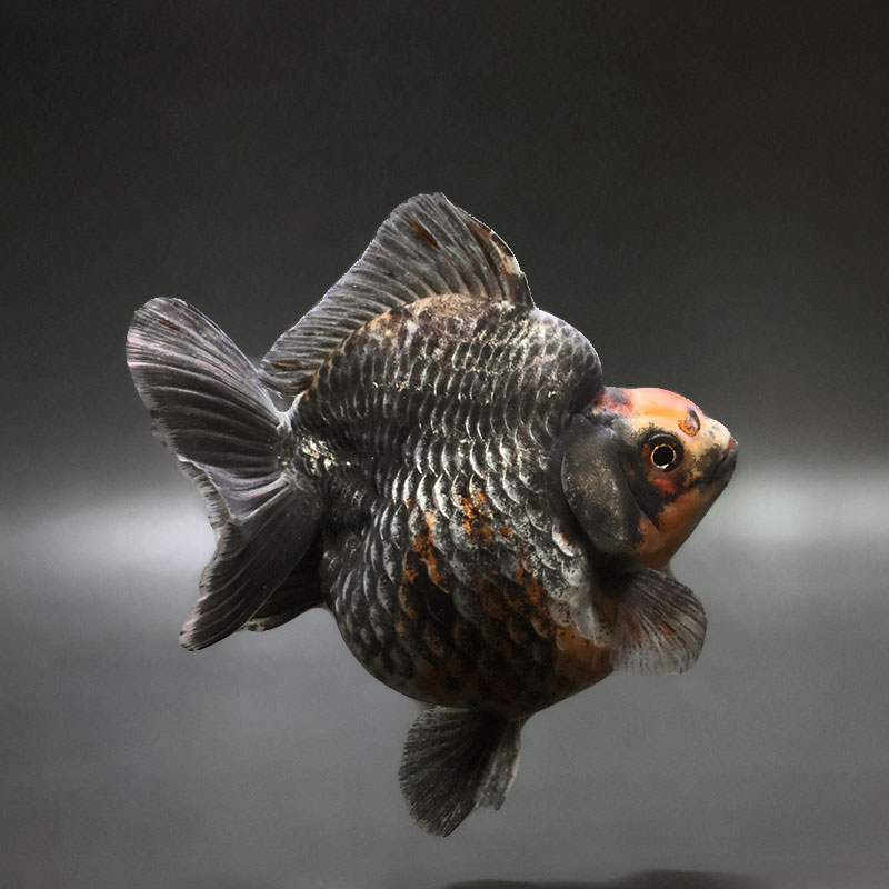 ダルマ琉金　キャリコ　ショートテール琉金　12〜3センチ 楽天市場】（国産金魚）キャリコダルマ琉金 ショートテール 薩摩産（1