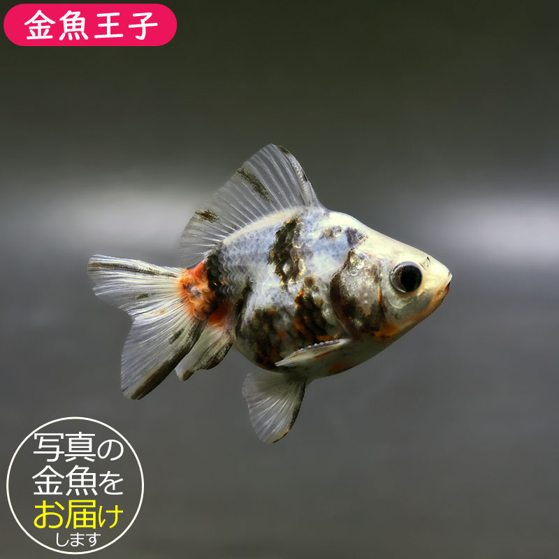 金魚　 金魚王子】三色ショートテール琉金 8±1cm前後 (個体番号：xsw751) 金魚