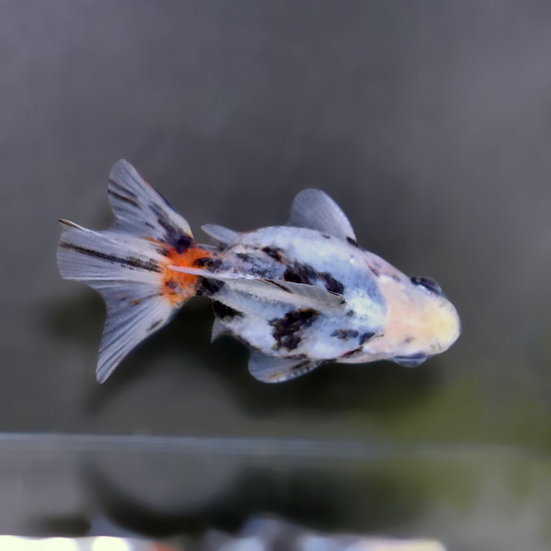 金魚王子】三色ショートテール琉金 8±1cm前後 (個体番号：xsw751) 金魚