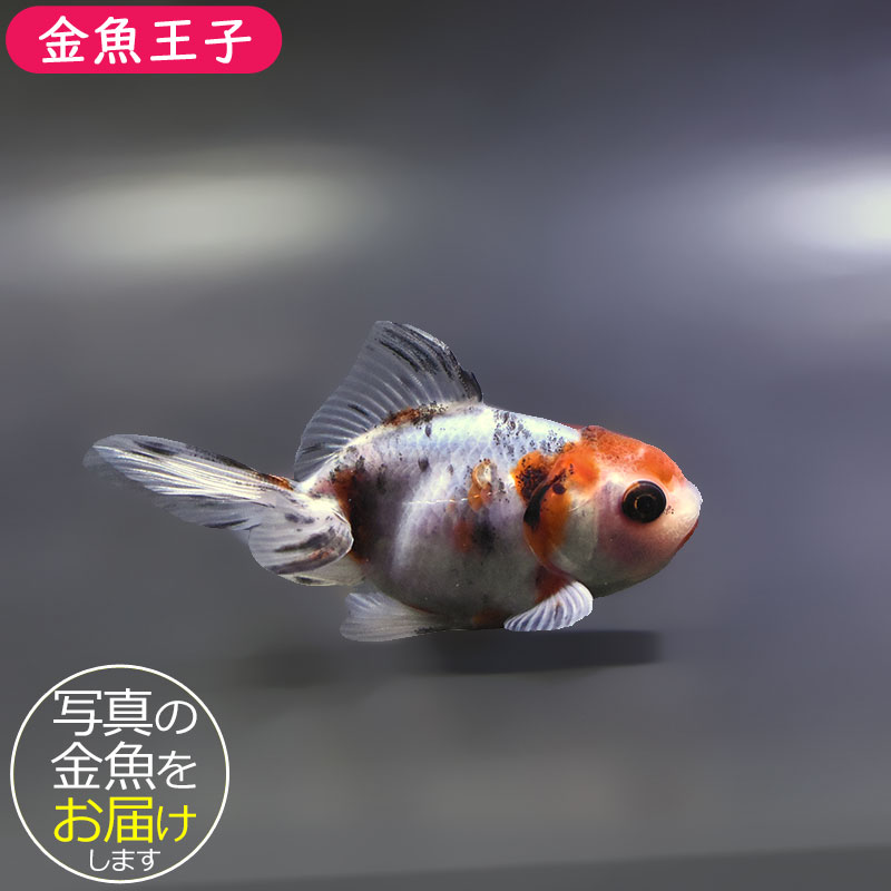 金魚王子】東錦 9±1cm前後 (個体番号：xsw904) 金魚 きんぎょ 生体