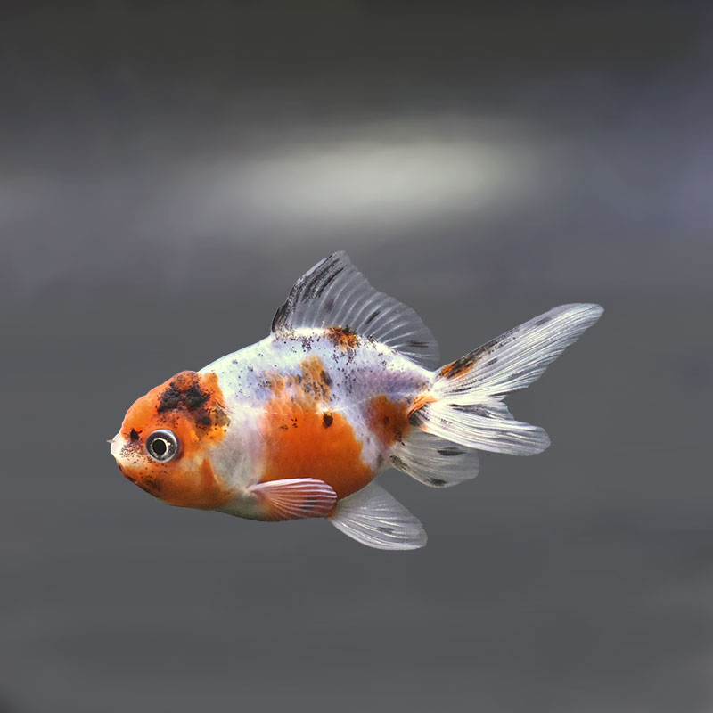 金魚王子】東錦 9±1cm前後 (個体番号：xsw904) 金魚 きんぎょ 生体