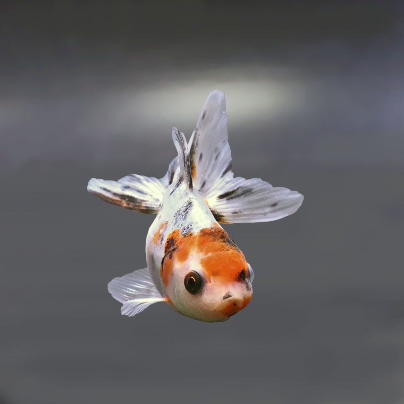 金魚王子】東錦 9±1cm前後 (個体番号：xsw904) 金魚 きんぎょ 生体