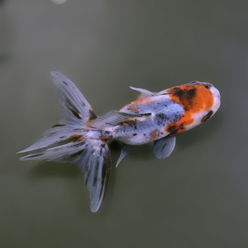 金魚王子】東錦 9±1cm前後 (個体番号：xsw904) 金魚 きんぎょ 生体