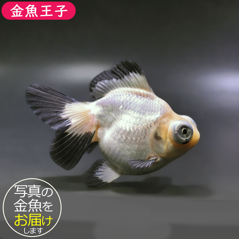 金魚王子】白黒蝶尾 12cm前後 (個体番号：zaq173) 金魚 きんぎょ 生体