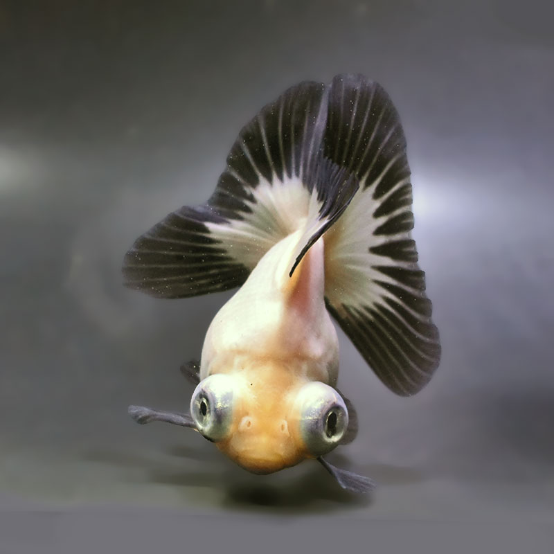 【金魚王子】白黒蝶尾 12cm前後 (個体番号：zaq173) 金魚 きんぎょ 生体 蝶尾 厳選個体