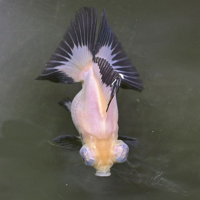 【金魚王子】白黒蝶尾 12cm前後 (個体番号：zaq173) 金魚 きんぎょ 生体 蝶尾 厳選個体