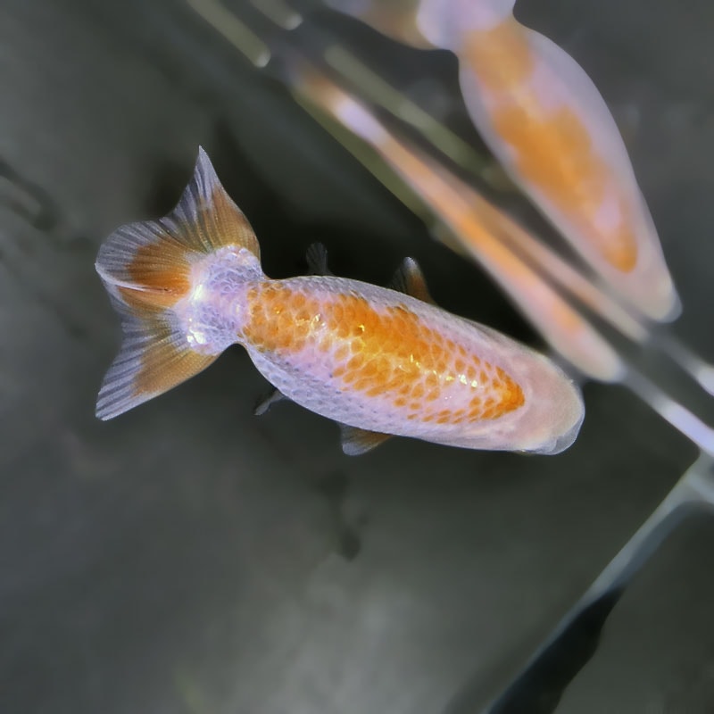 金魚王子】更紗らんちゅう 7.5±1cm前後 (個体番号：zaq363) 金魚