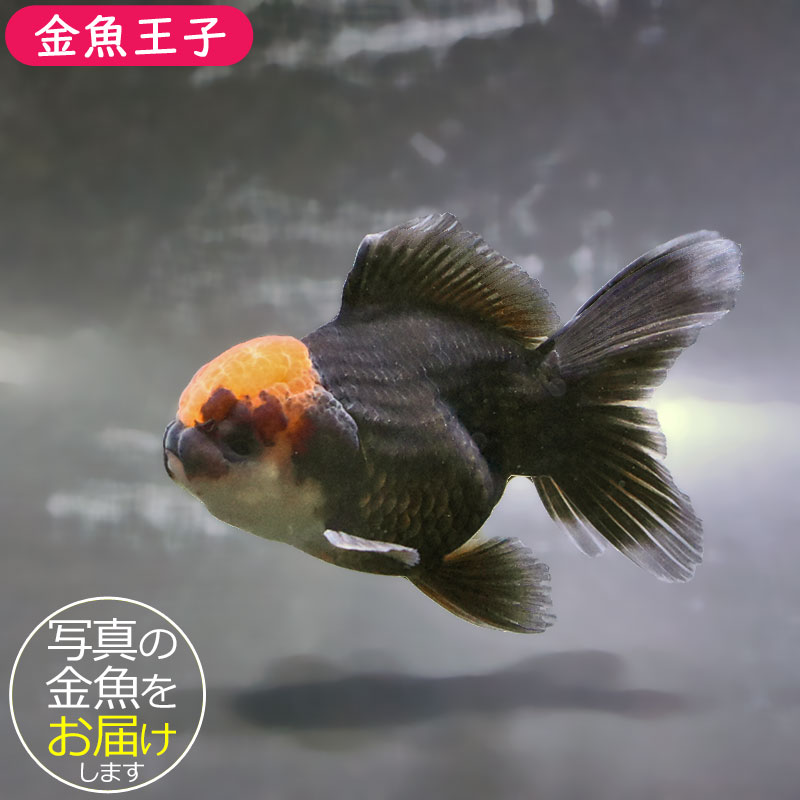 金魚一位　 金魚王子】トリカラーオランダ 10±1cm前後 (個体番号：zaq707) 金魚