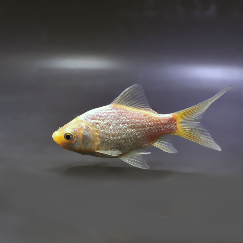 金魚王子】キラキラ 11.5cm前後 (個体番号：zaq897) 金魚 きんぎょ