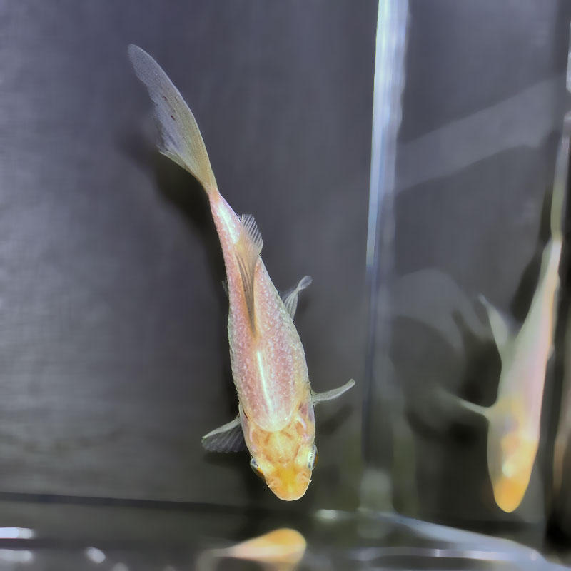 金魚王子】キラキラ 11.5cm前後 (個体番号：zaq897) 金魚 きんぎょ