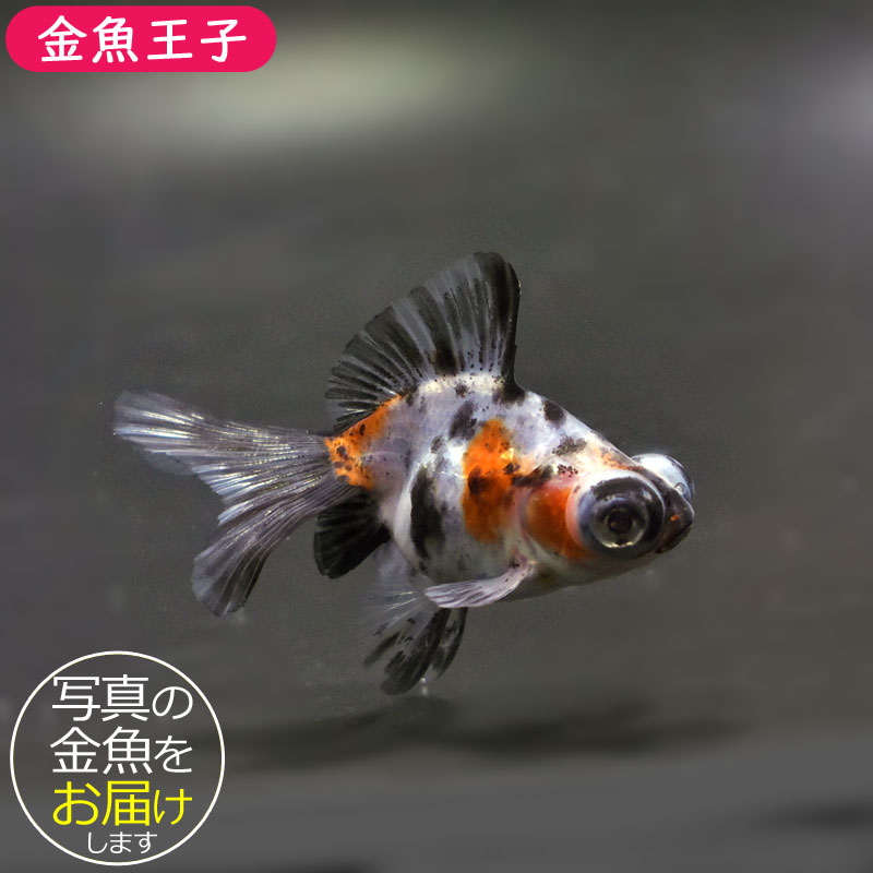 金魚王子】キャリコ蝶尾 6.5±1cm前後 (個体番号：cde472) 金魚