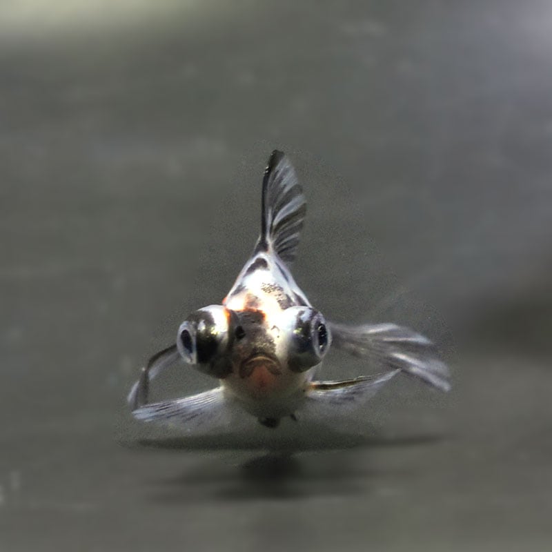 きんぎょ様 金魚王子】土佐金(土佐錦魚) 7±1cm前後 (個体番号：cde337) 金魚