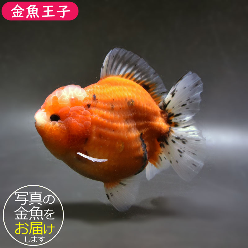 金魚王子】三色ショートテールオランダ 12cm前後 (個体番号：cde652